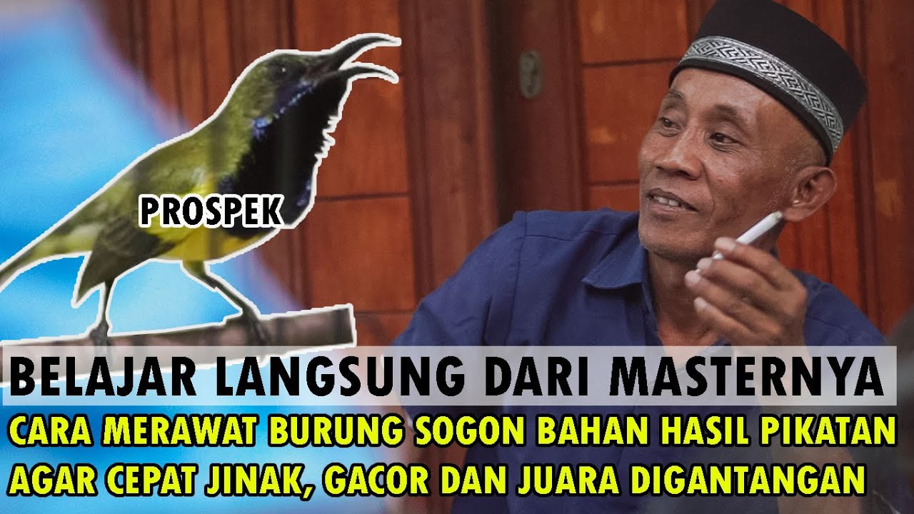 CARA PERAWATAN BURUNG SOGON BAHAN HASIL PIKATAN AGAR CEPAT JINAK, GACOR DAN JUARA DI GANTANGAN