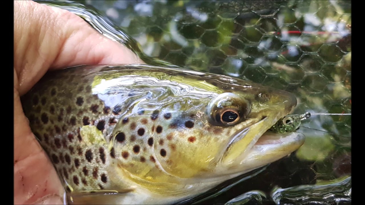 Truite au Toupti Shad 3cm en montage weightless