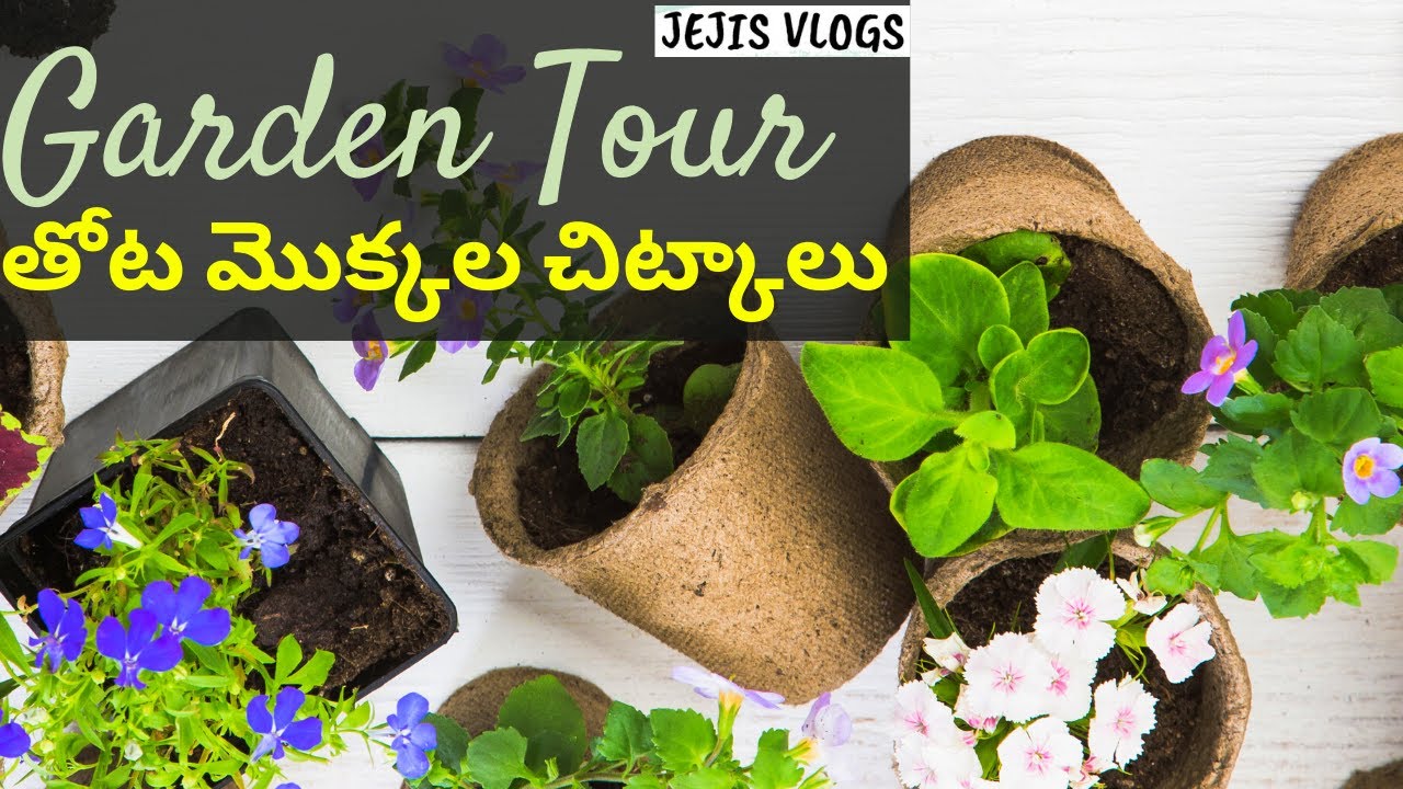 తోట మొక్కల చిట్కాలు | Garden Tour and Plant Care Gardening Tips | Jejis Vlogs
