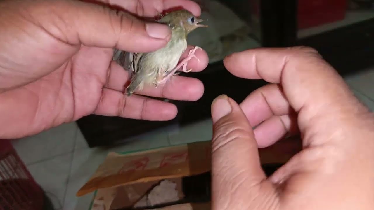 Modal 2jtan malah dapat burung beginian