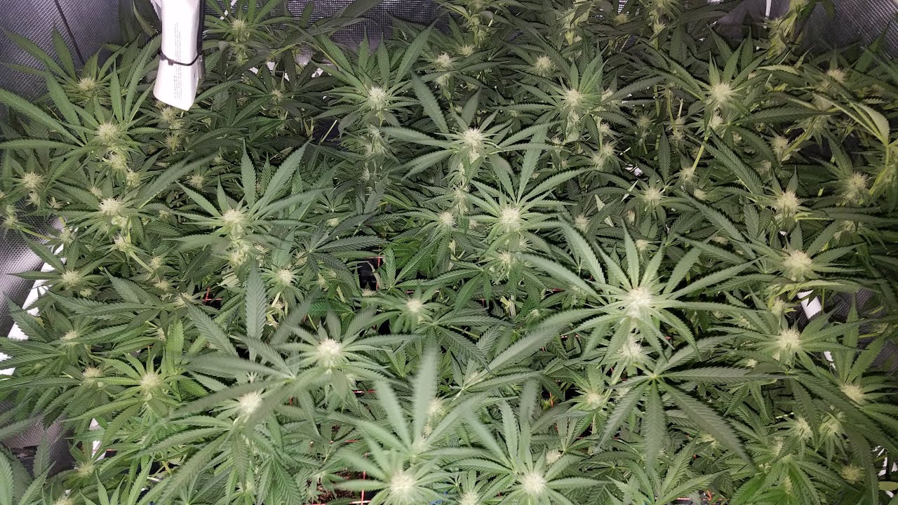 Mars Hydro FC4800 (updated version) Grow &ndash; Day 21 of Flower - Selective  Defoliation & CleanUp