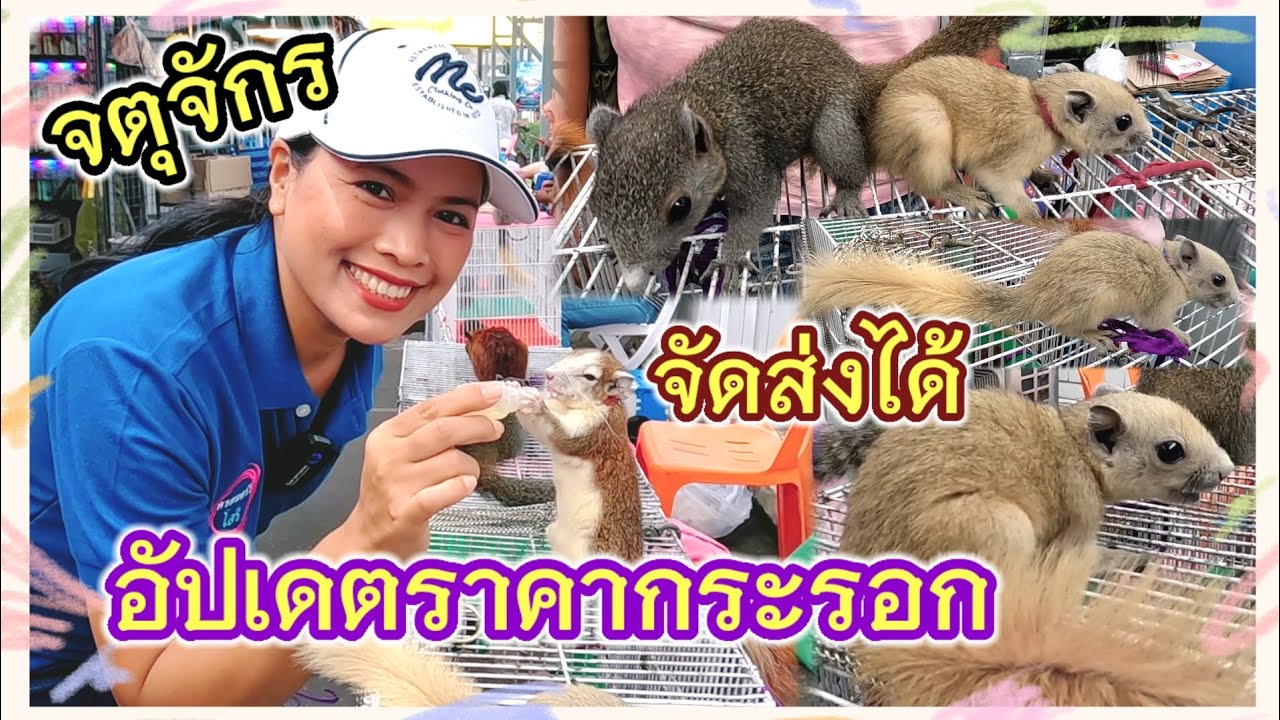 อัปเดตราคากระรอก จตุจักร หายาก น่ารัก น่าเลี้ยง ร้านน้องฮาน จัดส่งได้