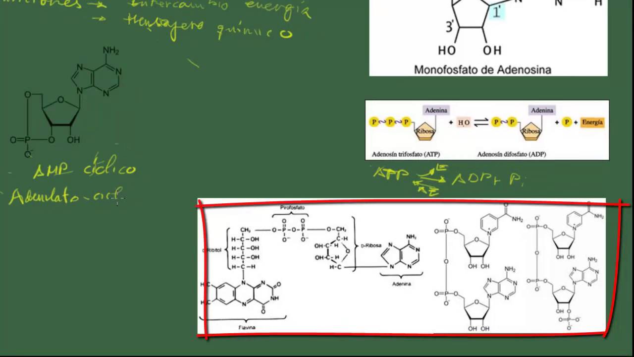 Biología 2 Bach. Tema 6: Ácidos nucleicos (nucleótidos y ADN)