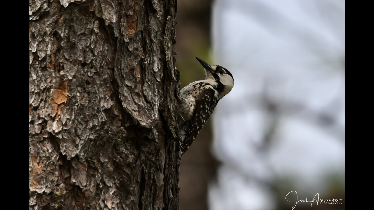 Carolina Sandhills NWR  - Part 2