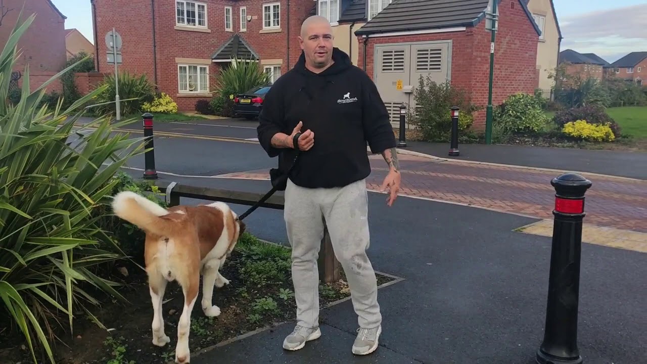 Human & Dog Reactive St Bernard Full Visit - Southend Dog Training