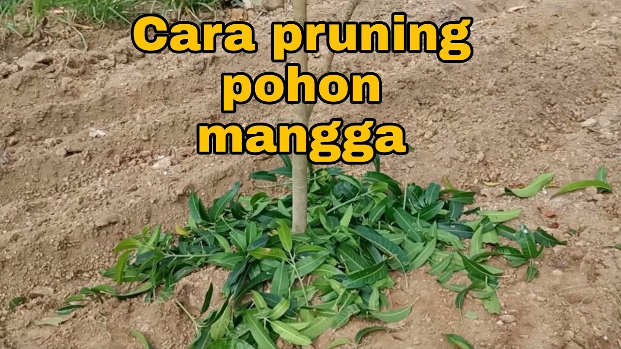 CARA PRUNING POHON MANGGA  PENDEK BERBUAH