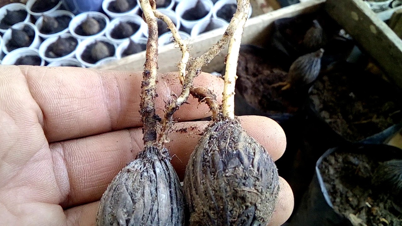 SEMENTES DE PALMEIRA RABO DE RAPOSA GERMINADA