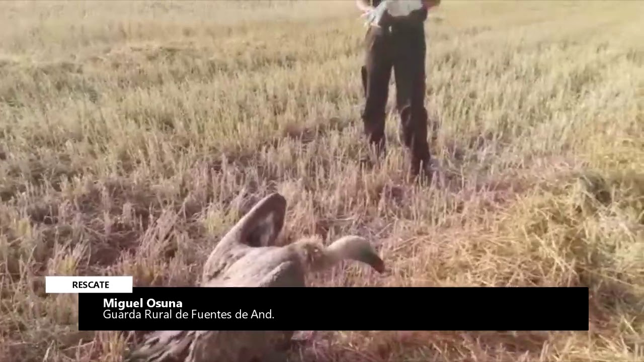 La Guarder&iacute;a Rural de Fuentes de Andaluc&iacute;a  rescata a un buitre leonado, ave poco com&uacute;n en la zona