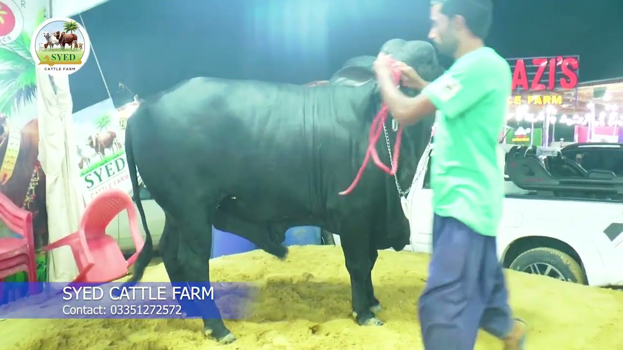 Syed Cattle Farm | Jameel Memon | EidulAza2025 | VokNewsHD