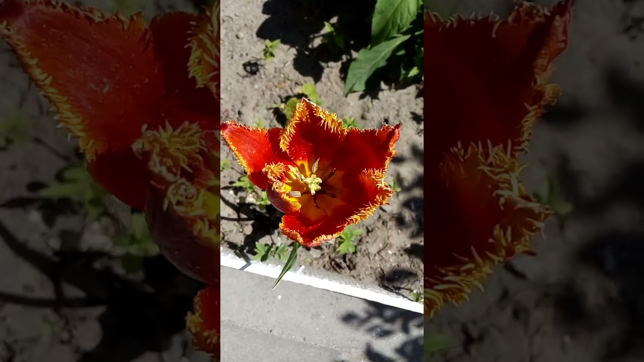 Интересный красивый желто красный бахромчатый тюльпан Interesting beautiful yellow-red fringed tulip