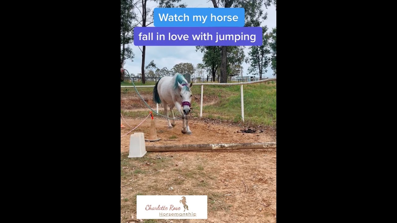 Teaching my horse to jump! // +R // Clicker training horses