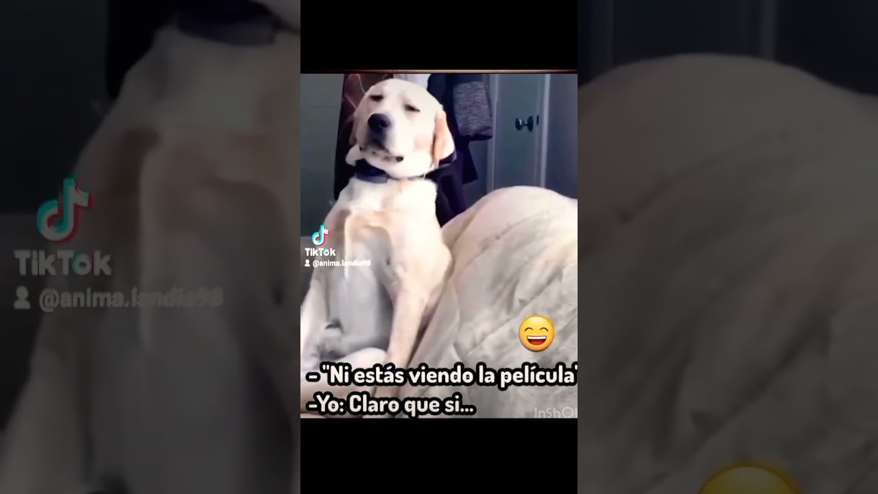 Perro dormil&oacute;n! #animalandia #respetoanimal #animaldog #shortsfeed #dog #amoranimal #amantedelosani