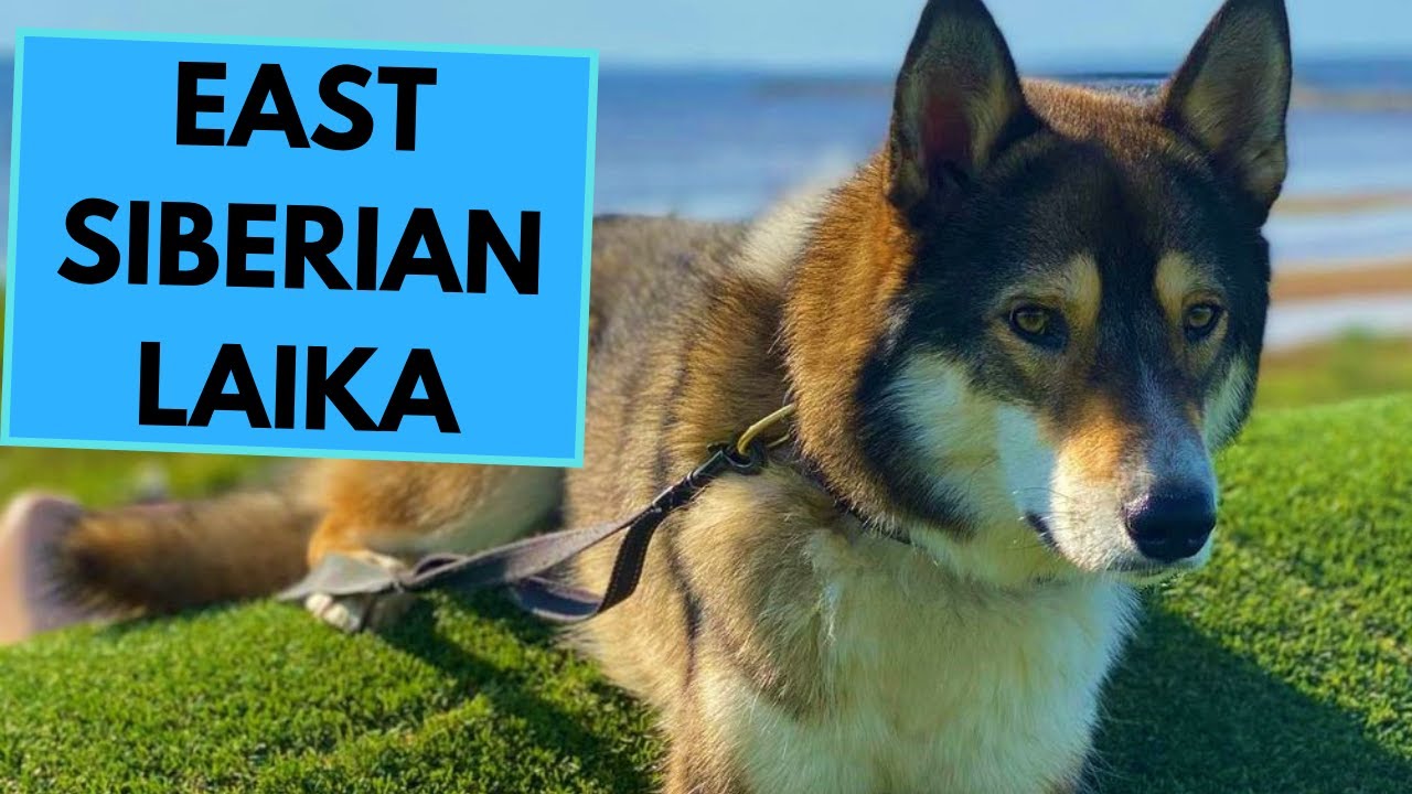 East Siberian Laika - TOP 10 Interesting Facts