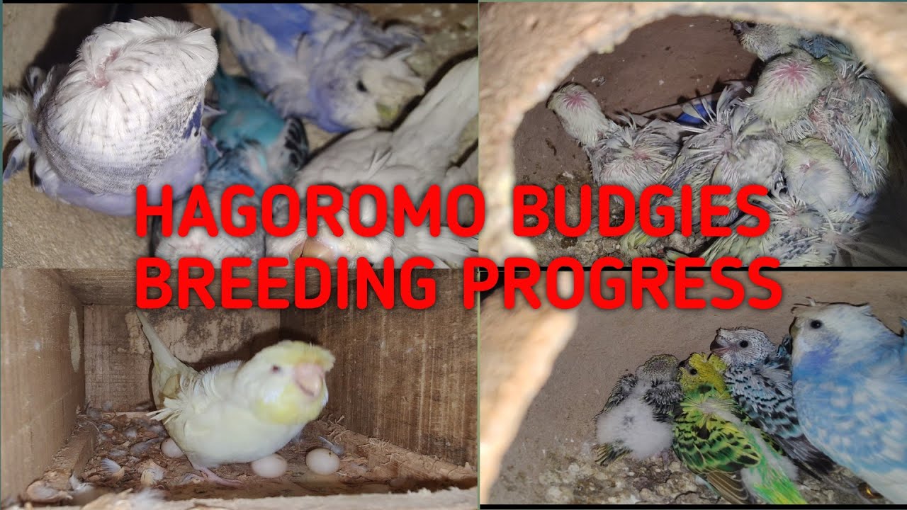 Hagoromo Budgies Breeding Progress #birds #hagoromo #breeding #ajaviary #budgies #trending #viral