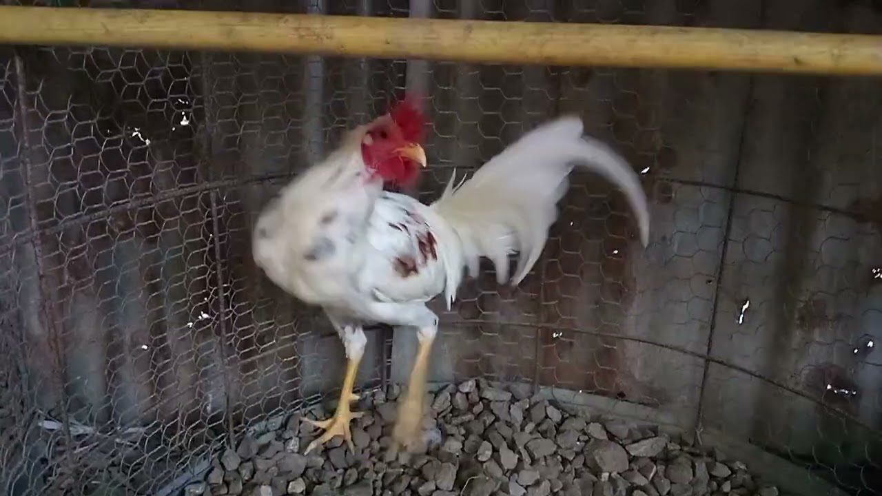 Mostrando los Pollos casi listos con sus plumas llena pará comenzar a darle cuidó Asi Qué Suscríbete