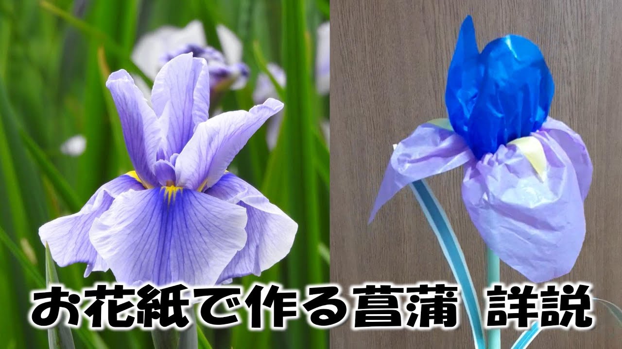 kimie gangi お花紙で作る菖蒲の花Ver.3 #お花紙アート #季節の花 #ペーパークラフト #手作り #diy #あやめ