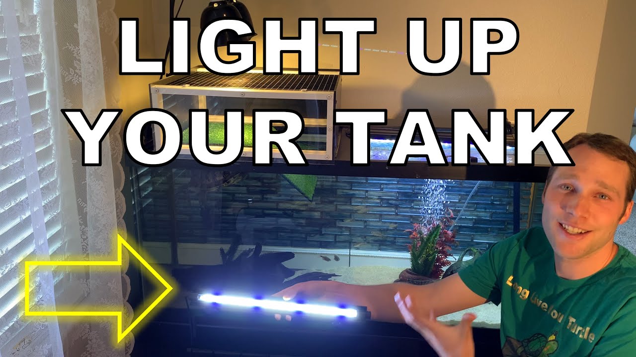 How to Light Up Your Turtle Tank - So EASY!