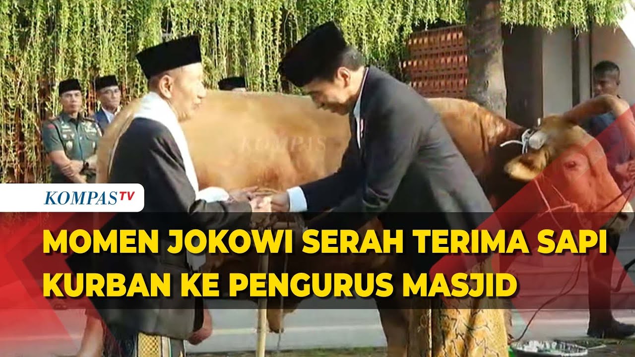 Momen Jokowi Serah Terima Sapi Kurban Usai Salat Iduladha di Masjid Raya Baiturrahman Semarang