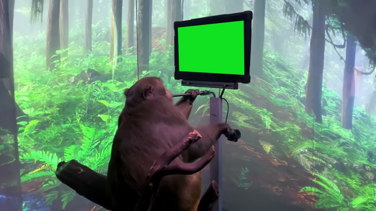 Neuralink monkey watching on TV meme template | #10xgamerz #monkey #memetemplate