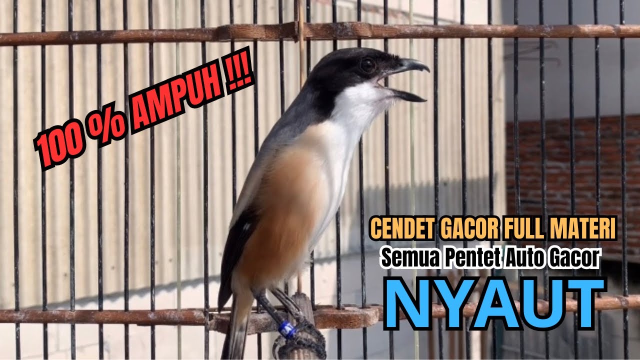 burung cendet gacor FULL MATERI BONGKAR JITU PANCINGAN CENDET AGAR BUNYI jadikan BURUNG PENTET GACOR