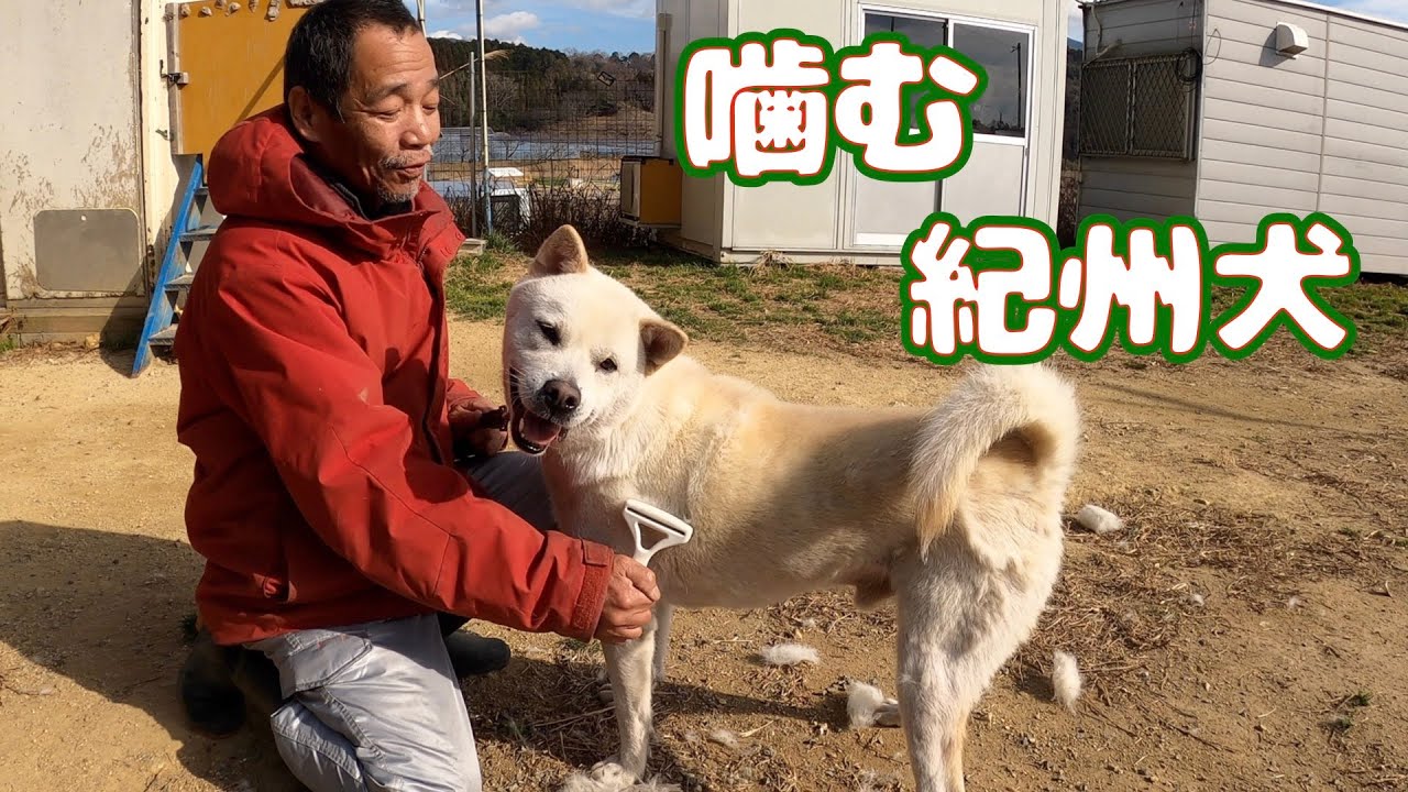 飼い主に噛み付き保健所に棄てられた紀州犬キッシュ 初めてのブラッシング😵