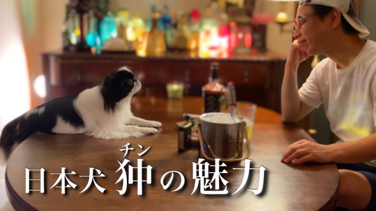 どこにでもついてくる日本犬　チンは最高のパートナー！　狆のモモさん