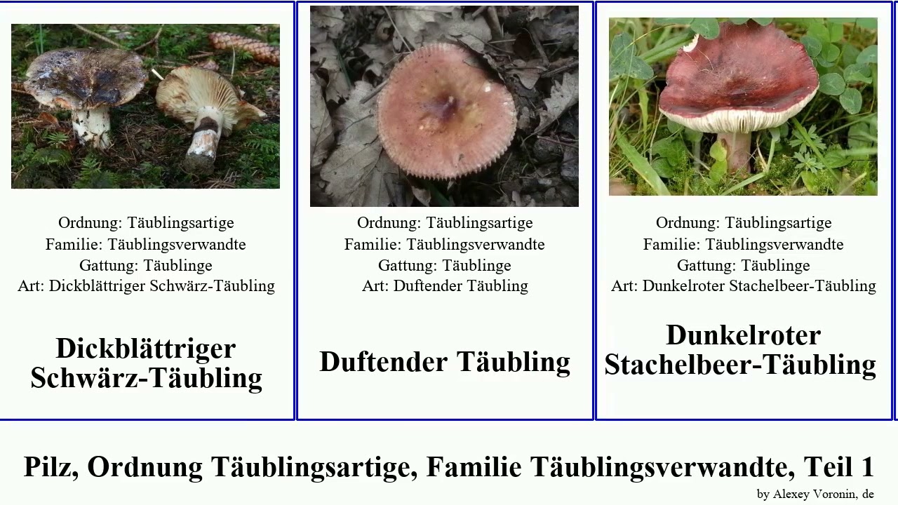 Pilz, Ordnung T&auml;ublingsartige, Familie T&auml;ublingsverwandte, Teil 1 milchling blasser fungus Dunkler