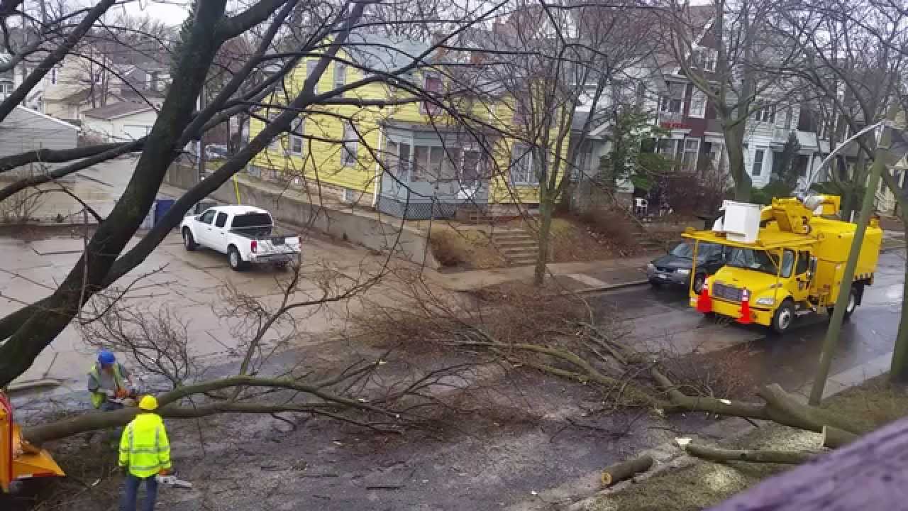 Tree removal cleanup crew in action