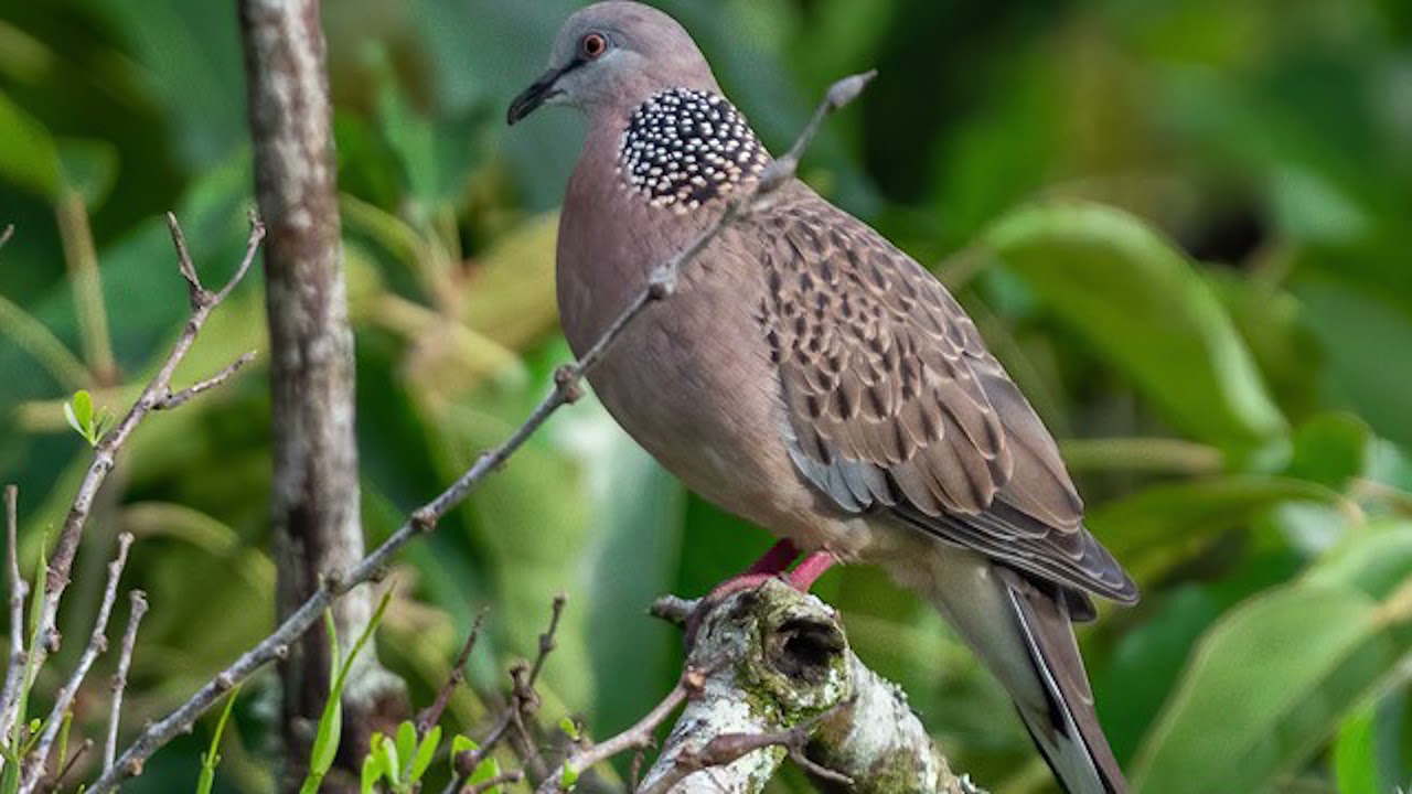 សសំឡេងលលកធ្នាក់ល្អ (១ម៉ោង)/ Very good sound of spotted dove trap(1 hour)
