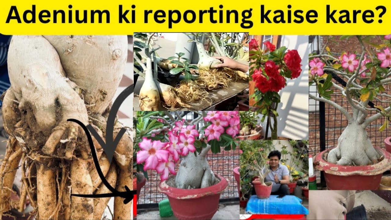 Adenium ki repotting kase kare?//fertilizers care //tips