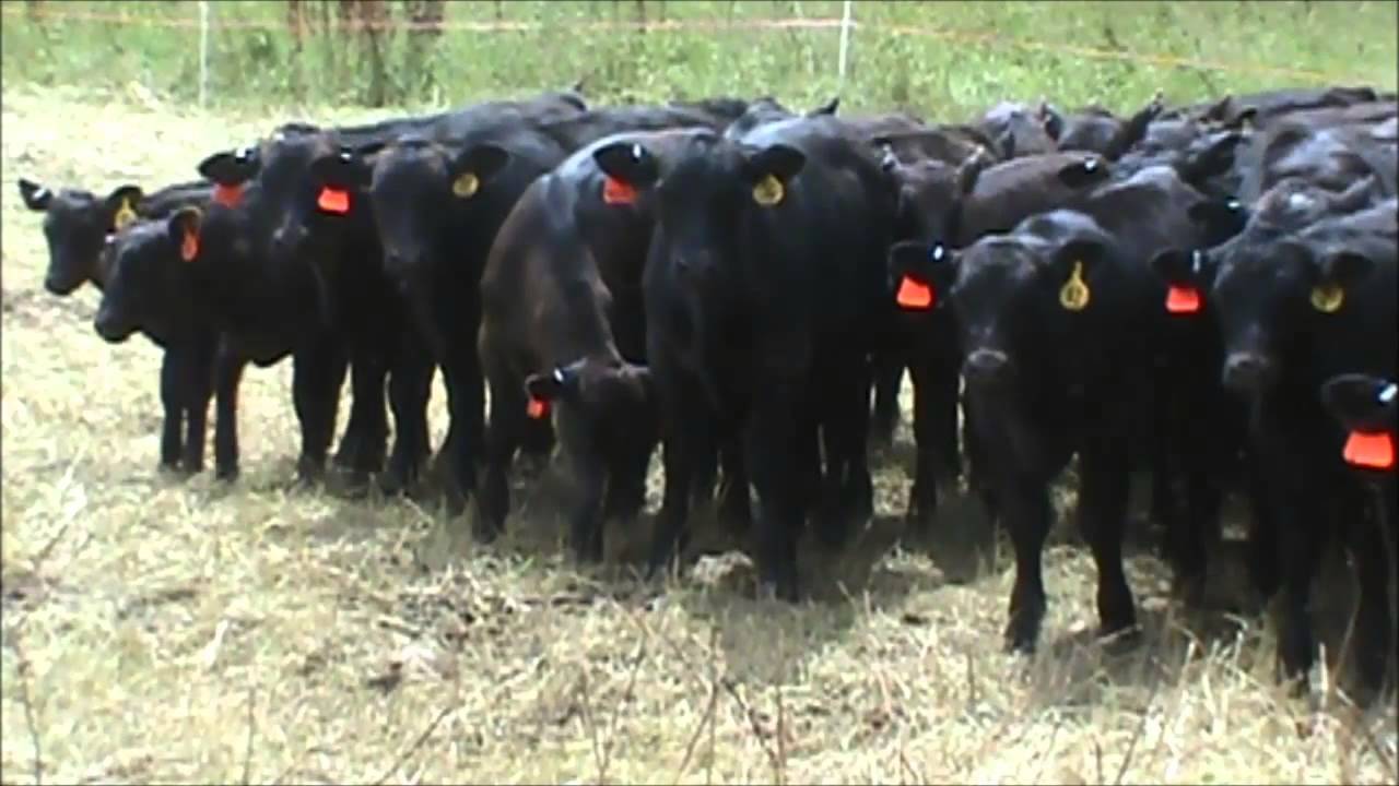 Early Weaning Beef Calves