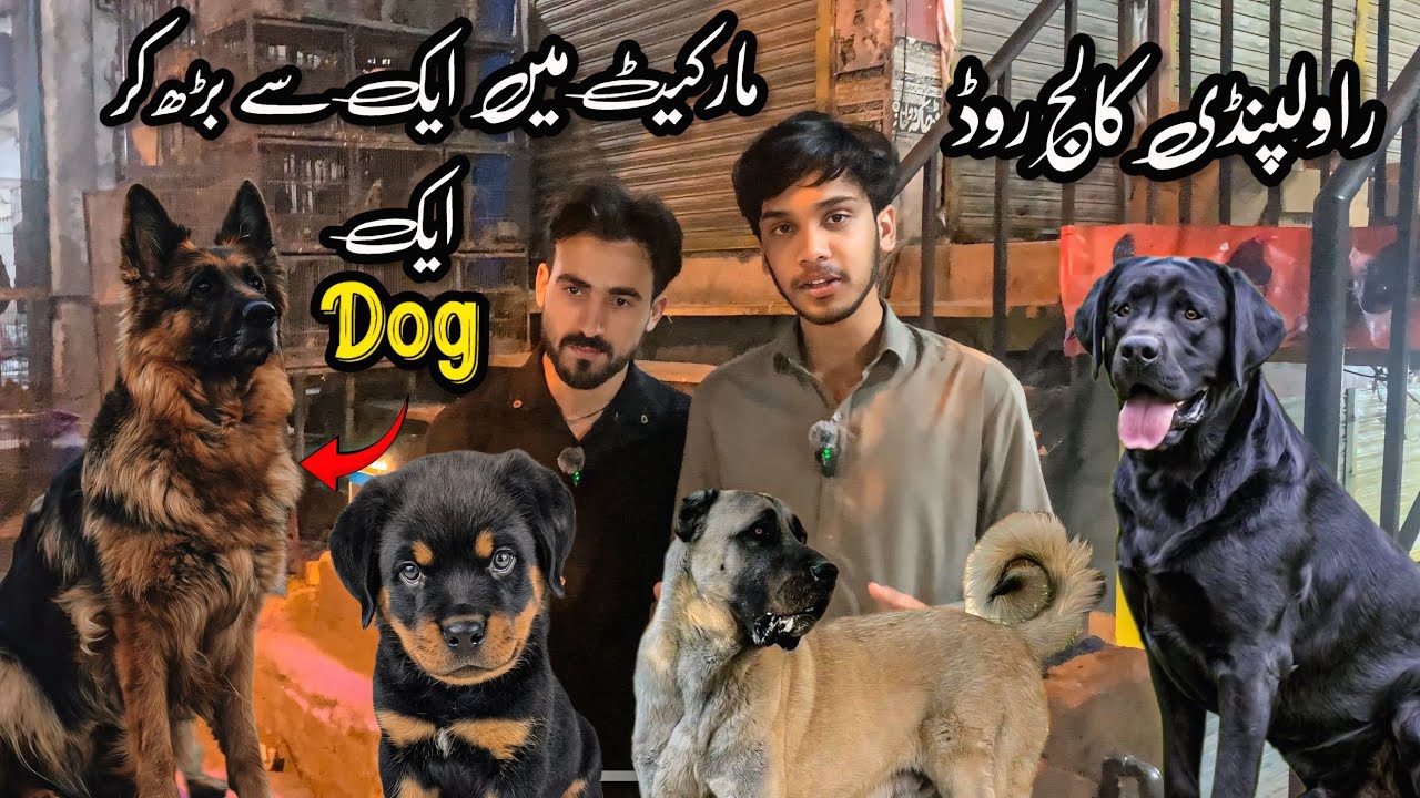 Rawalpindi Biggest Dog Market | Best Offer On Dogs Puppies | Shahzain Animals Vlogs 