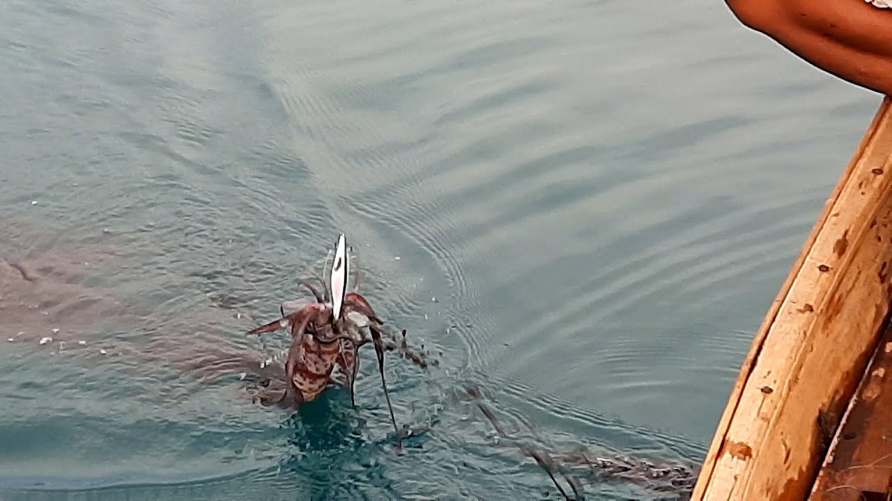 Karang Dangkal Kedalaman 2-4 Meter Bisa Panen Cumi @AnglerCumi