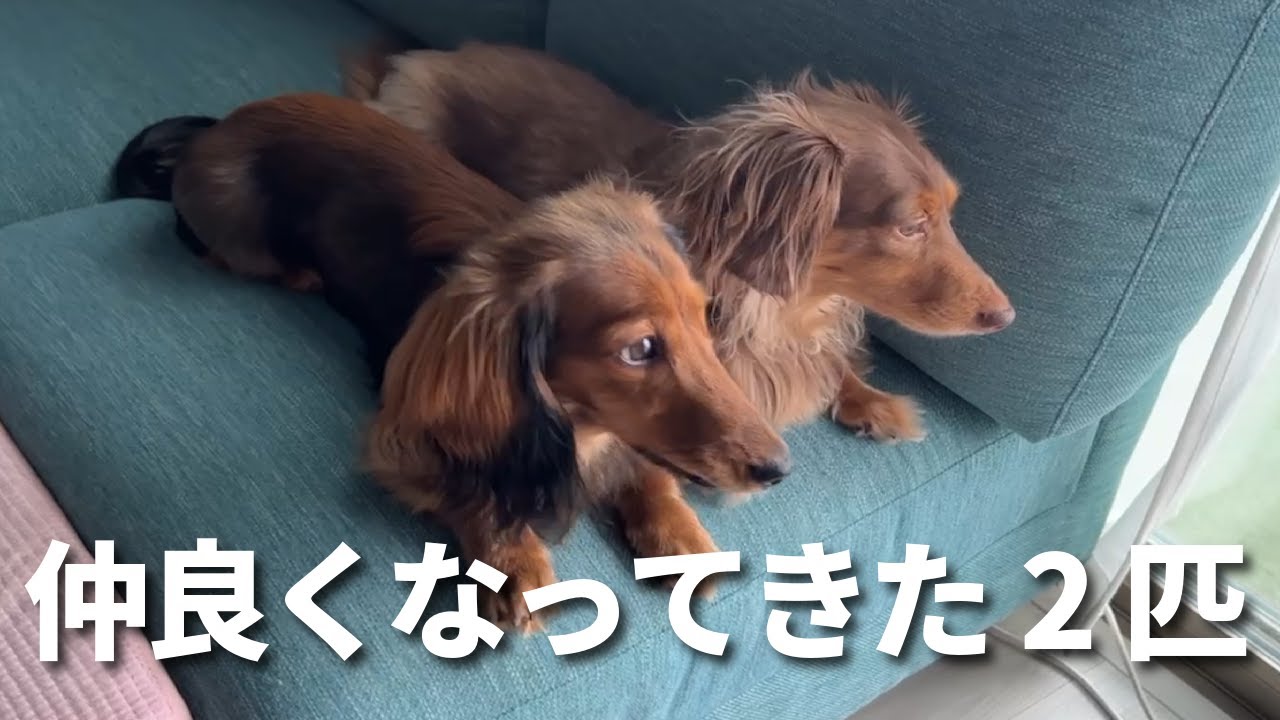 【多頭飼い】仲良くなってきた2匹【ミニチュアダックスフンド】