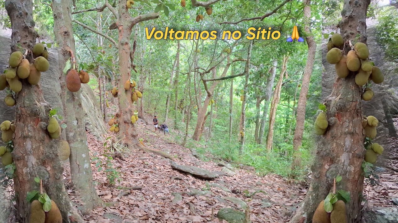 Um incrível sítio de muitas farturas de frutas no Interior Paraibano #sítio