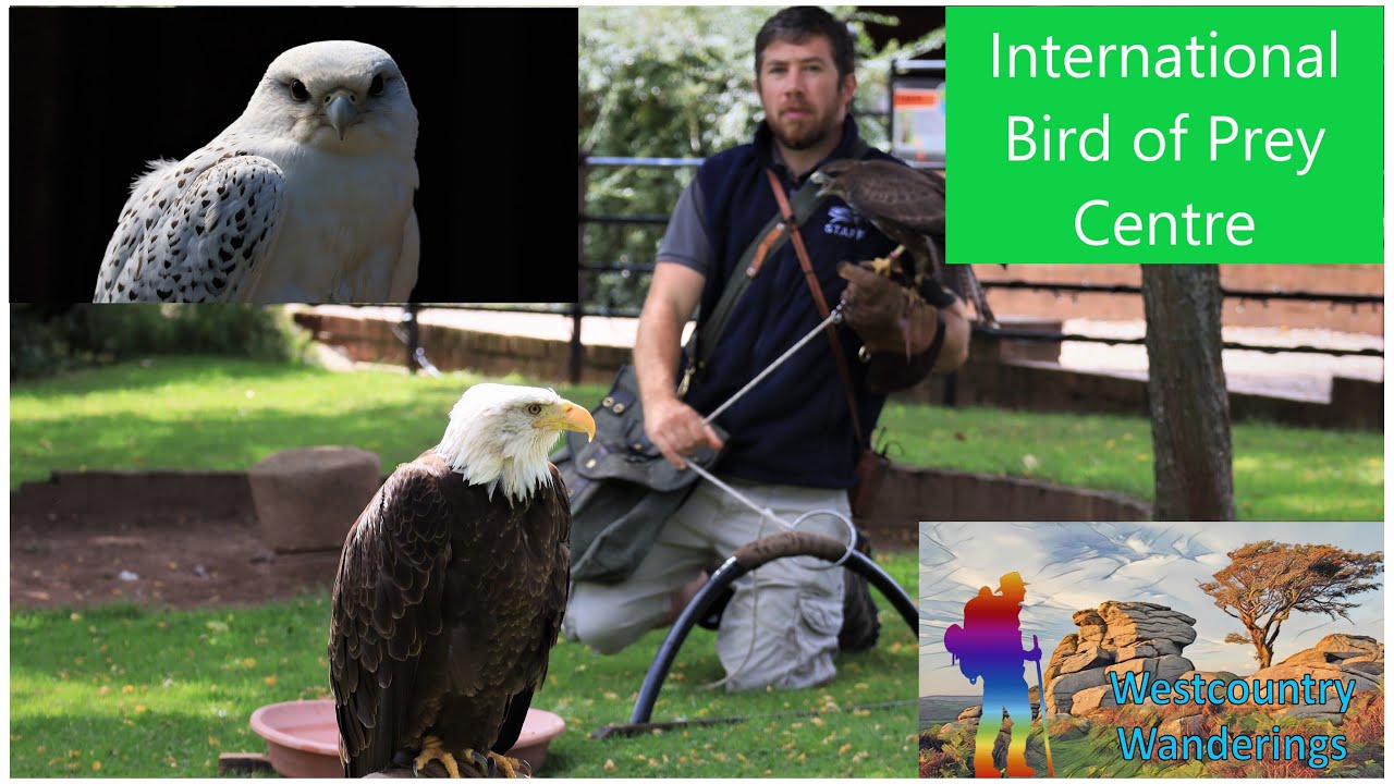 International Centre for Birds of Prey - Newent, Gloucestershire