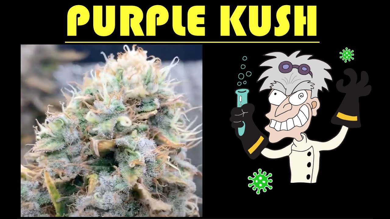 Week 21 Crop King purple kush feminized seeds