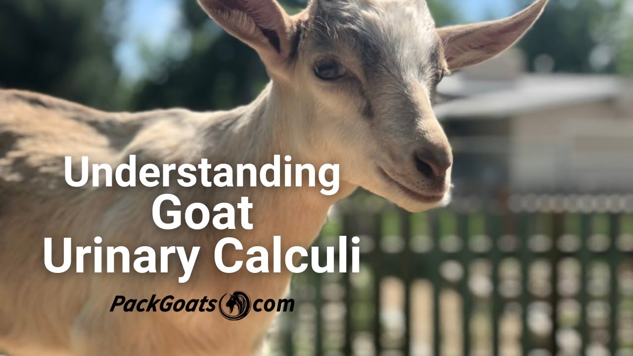 Understanding Goat Urinary Calculi: Symptoms and Treatment