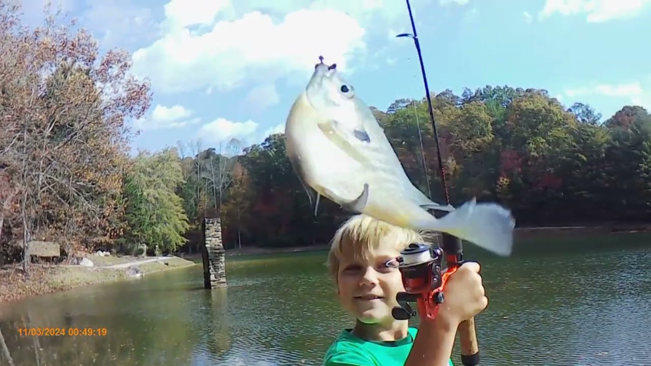 Autumn Pond Fishing For Large Bream  #@thefishlessfishermen