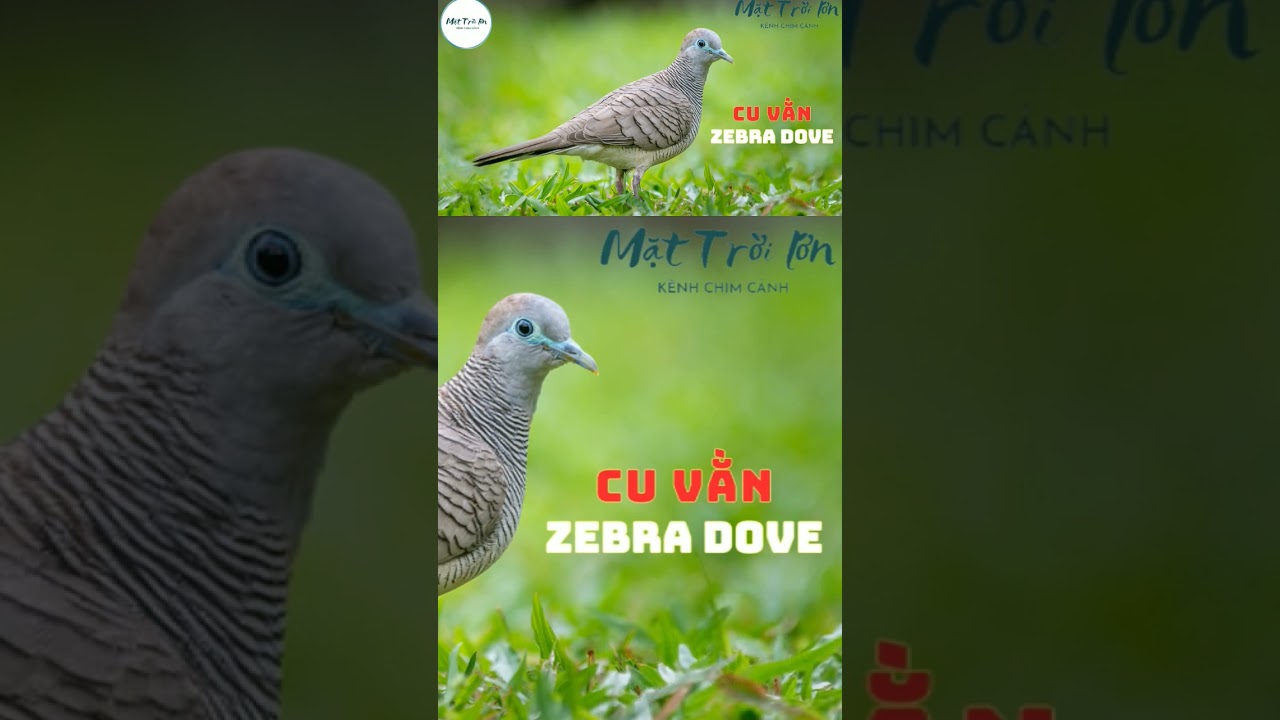 Tiếng cu vằn mồi / Chim cu nhỏ / Zebra Dove call... #tiengchim #birdcall #birdsong