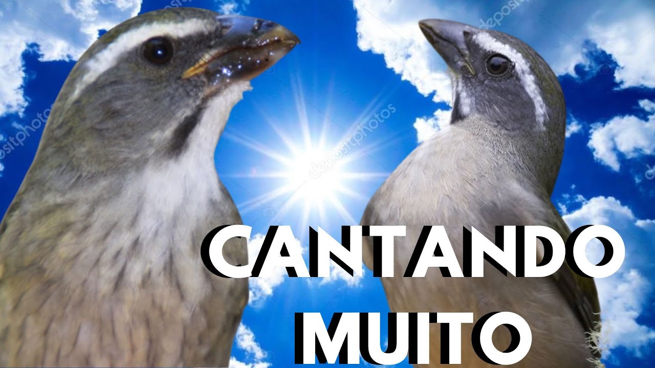 FOGUEAR Trinca Ferro Cantando Muito Vídeo para Esquentar Trinca Ferro Frio e Estimular