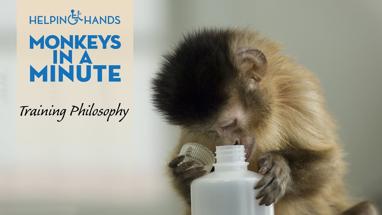 Training service monkeys: monkey see, monkey do - Monkeys in a Minute