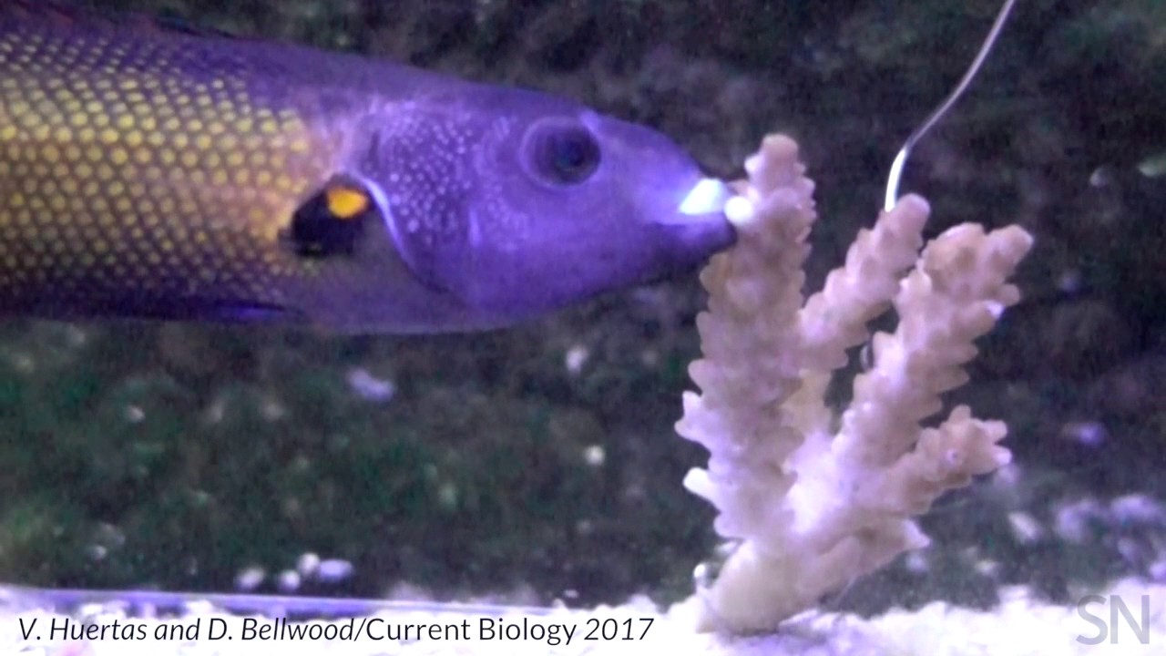 Watch a tubelip wrasse feed off coral | Science News