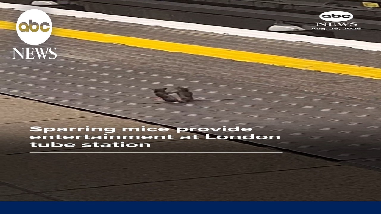 Sparring mice amuse London commuters