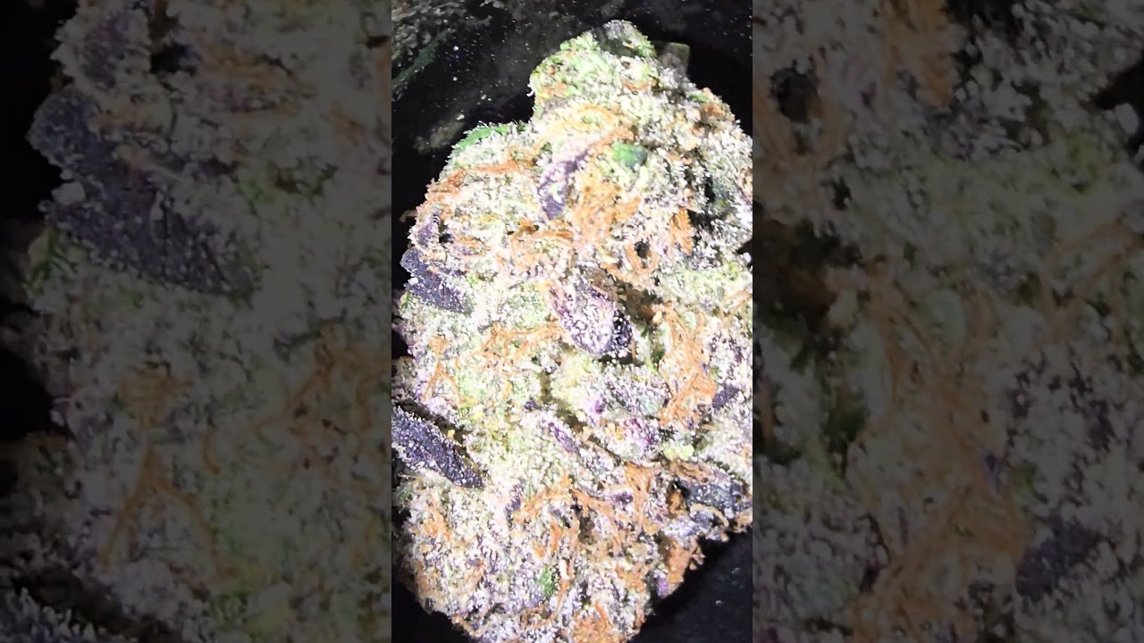 BLEM STRAIN BLUBERRY🫐🫐🫐🫐🫐🫐🫐🫐🫐🫐🫐