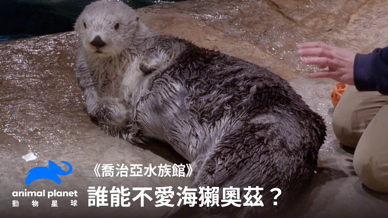 海獺照MRI？誰能不愛海獺奧茲🦦｜喬治亞水族館｜動物星球頻道
