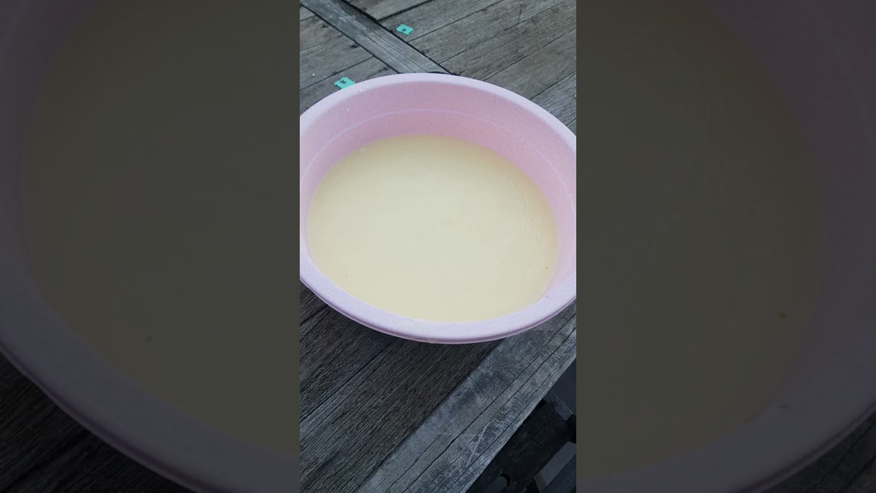 Rendering Tallow for further projects #wastenot #nosetotail #homesteading