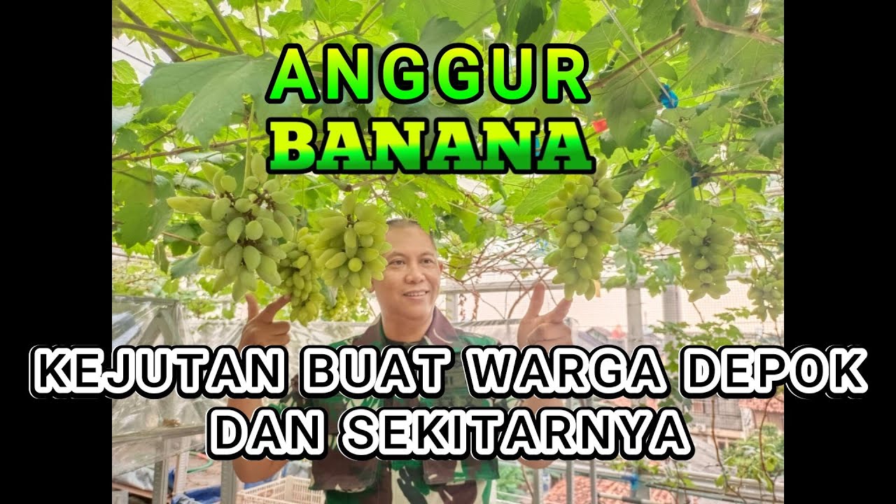 KEBUN ANGGUR IMPORT JAKARTA CABANG DEPOK .... TERKINI.... SEPTEMBER 2025