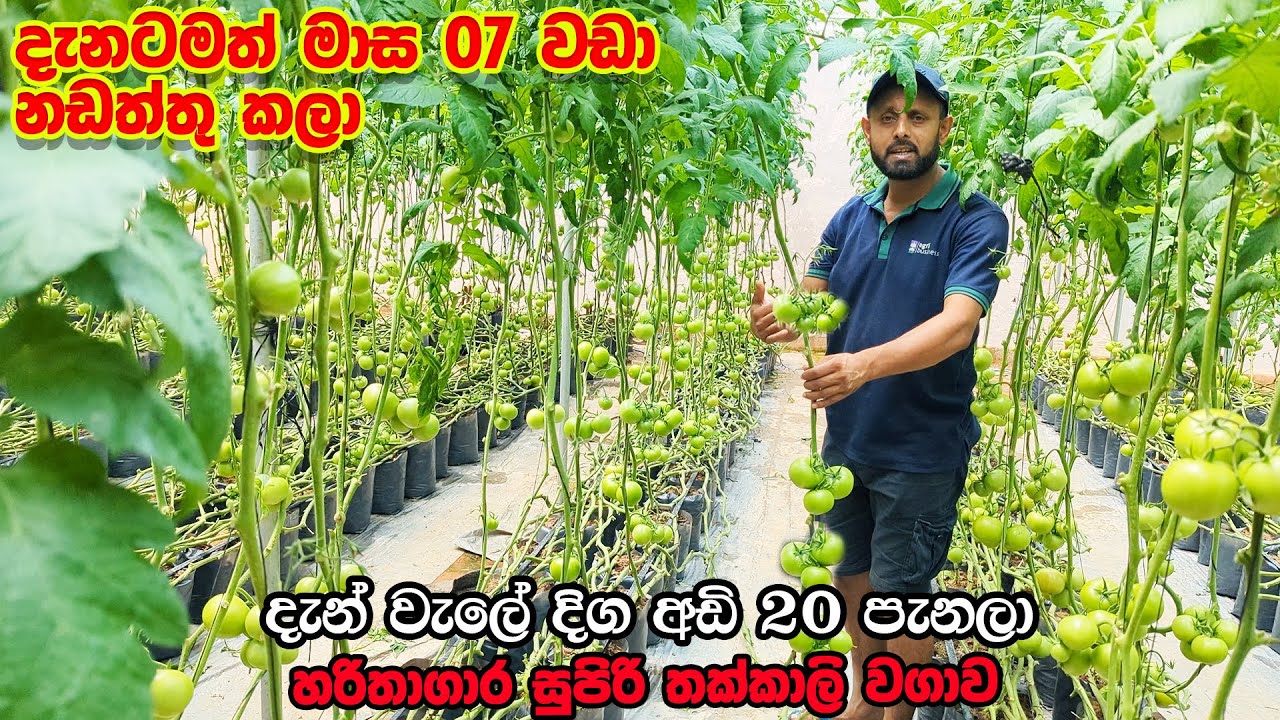 මාස හත පැනපු අඩි 20කට වඩා වැල දිග සුපිරි හරිතාගාර තක්කාලි වගාව | Tomato Farming | Smart Agri
