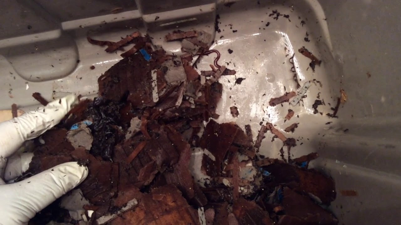 Perionyx Excavatus Bin Fluff & Feed Ep 11